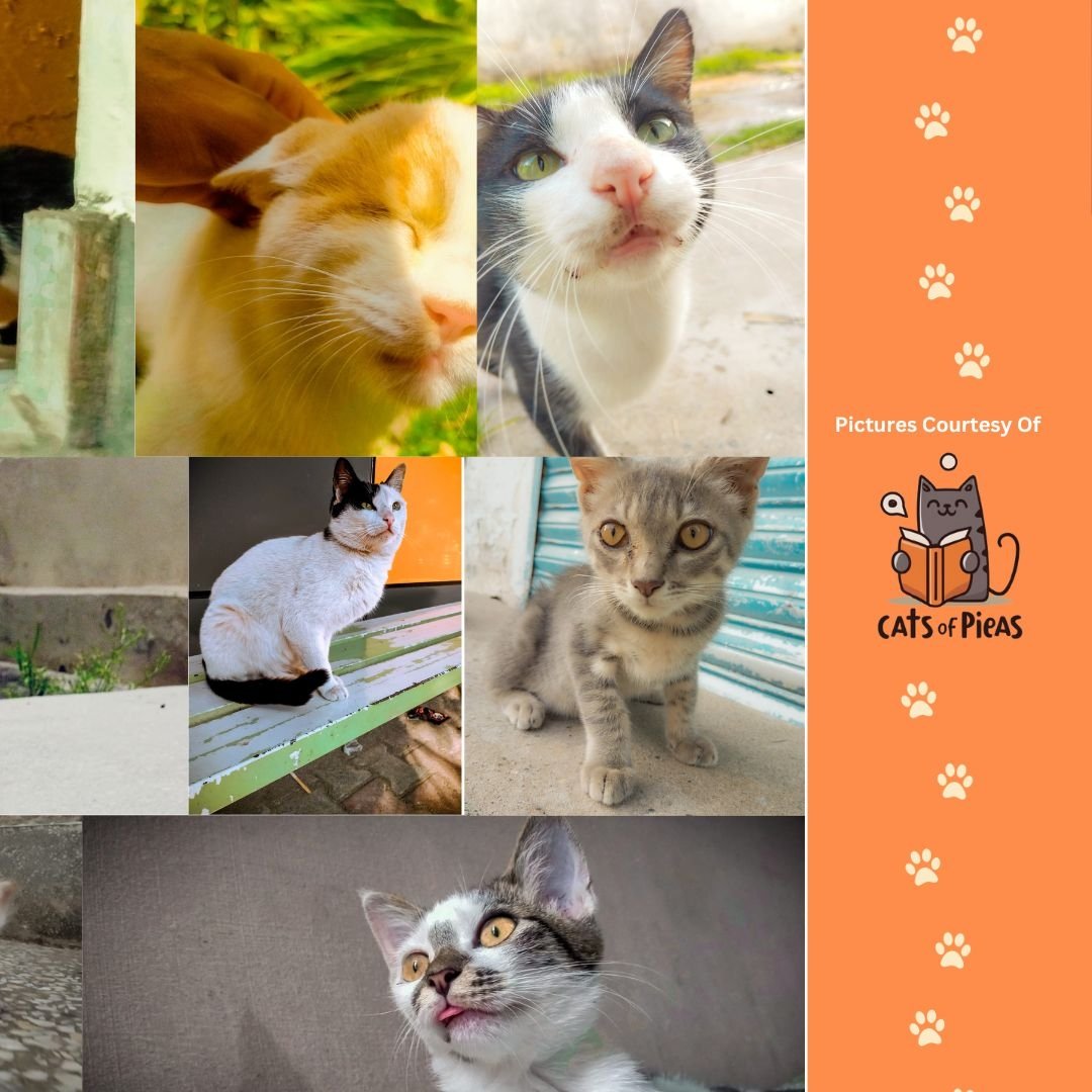 pvstweets's tweet photo. Prophet Muhammad SAW said:
“Whoever is kind to the creatures of God is kind to himself.”  (Bukhari)

Join Us for an unforgettable day at the Animal Shelter and witness the incredible bond between humans and animals. 🐾

Fill out the form to join us:
https://t.co/hhDOUhjlX2 https://t.co/AO91Fbiqpv