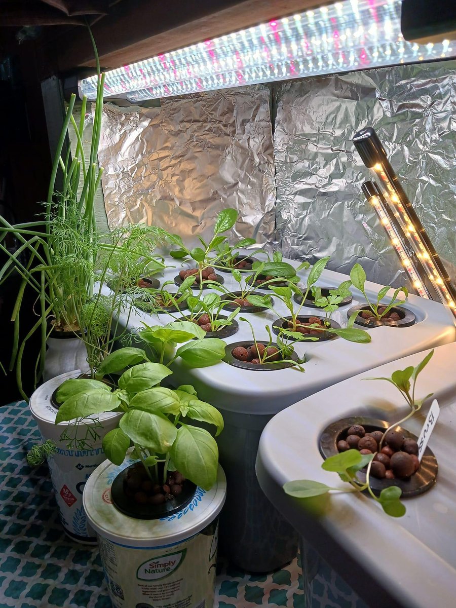 LauraMarie0922's tweet image. My first go at the kratky method. Started most of these plants from seed. Been growing for about 3-4 weeks! I couldn't be happier! #kratkymethod