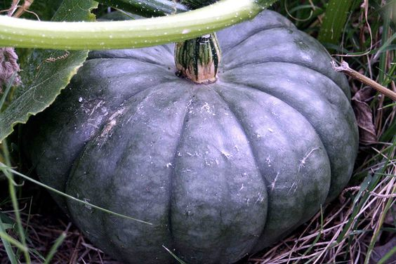 epiphronds's tweet photo. @TheManyMeteia Perhaps I can assist: 

1) Porcelain Doll Pink Pumpkin 
2) Jarrahdale Pumpkin
3) Queensland Blue Pumpkin
4) Purple Pumpkin Chilli (not technically a pumpkin, I know, but) https://t.co/dPnGiqXY2K