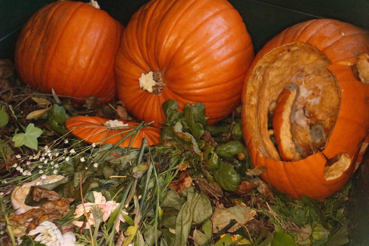 Please don’t believe the myth; #pumpkins should not be left out for animals. Any #litter will affect the #naturalbalance of an area. Pumpkins make great compost after you have finished with them. #Halloween #pumpkinseason #lovenature

shorturl.at/hDX01