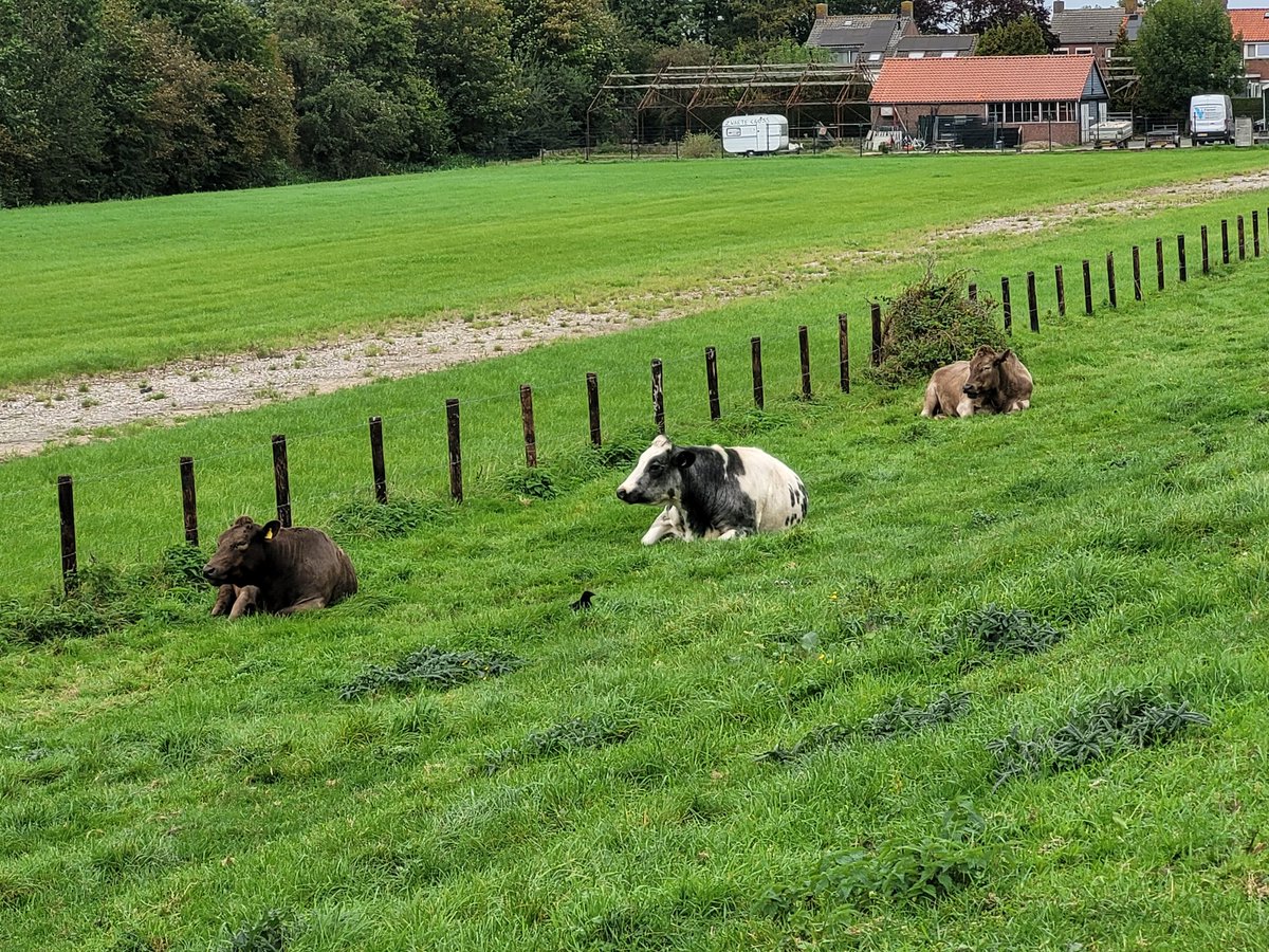 Yen_li's tweet photo. Bijna 25 km wandelen op nieuwe schoenen was niet mijn beste idee ooit... #blaar
Was wel een leuke wandeling, o.a. een veld zonnebloemen. Dat heb ik nog niet eerder gezien hier in de buurt. https://t.co/hUD2B0n22f
