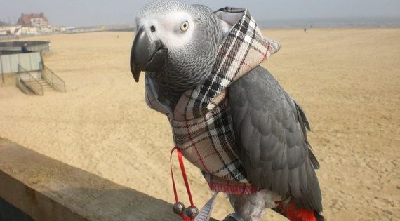 H A Z A R D tweet media