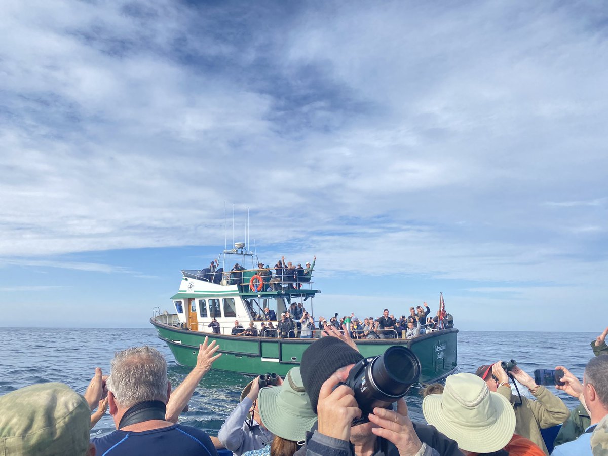 Booby watchers watching booby watchers on the #islesofscilly