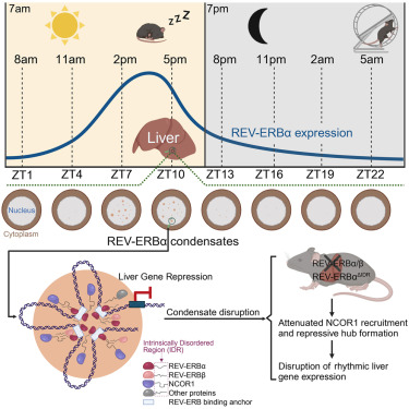 An intrinsically disordered region controlling condensation of a circadian clock component and rhythmic transcription in the liver dlvr.it/Sx8tq3