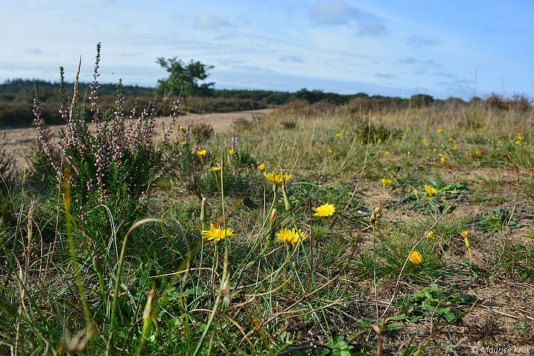 Struinen over de Noord #Veluwe #wandelen #herfst