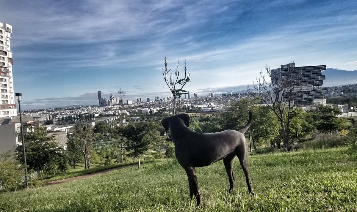 🐕🏃🏽‍♂️☀️🖤
#AquiYaSeCorrio #health #LoveRunSmile #entrenaymejora #corroamipaso #Puebla #Mexico #Fenixrun #reto2023kms #entrerunners #YoElegiCorrer #run #ManicomioRunners #ComuniRunner