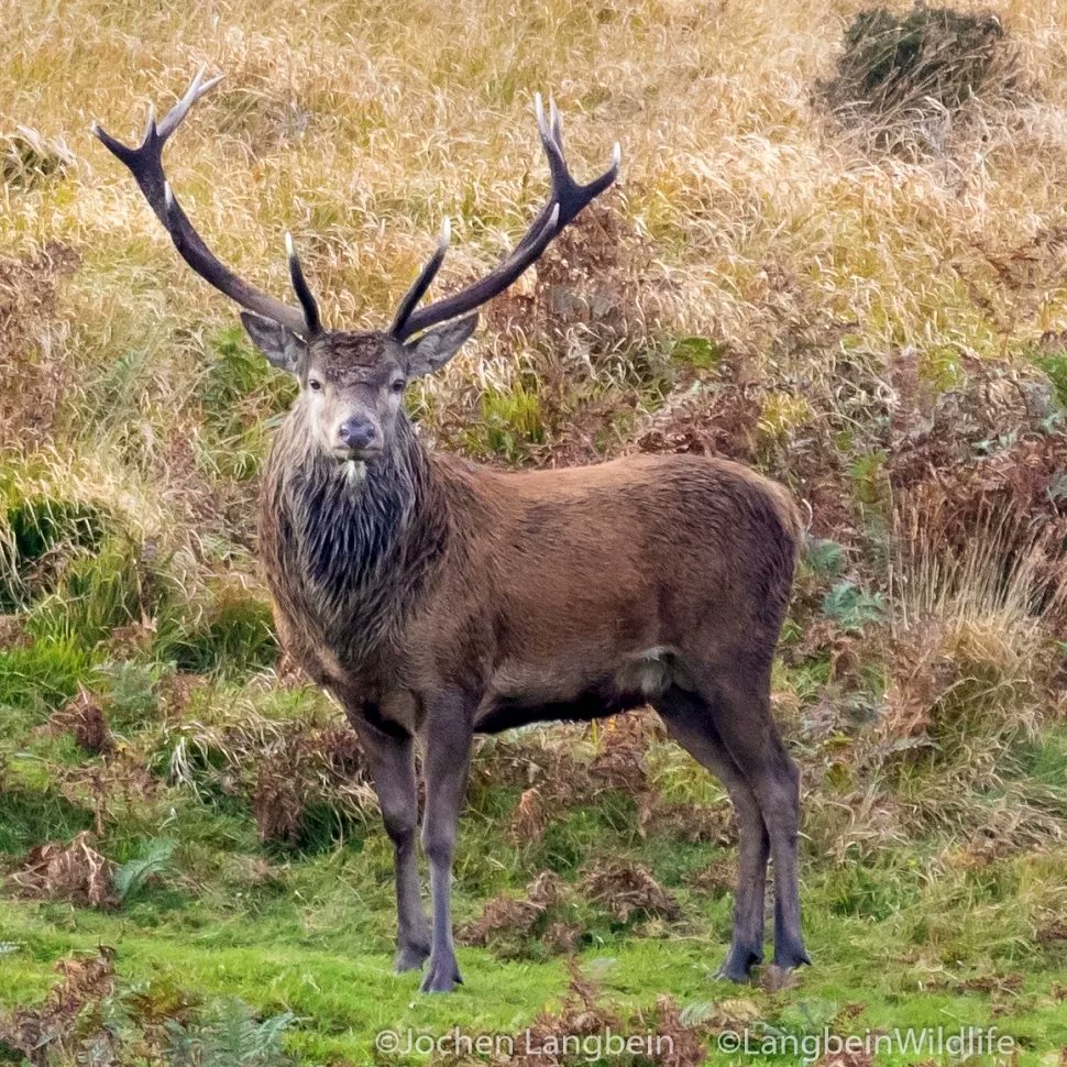 A fine wild #Exmoor stag in this year's autumn  #deerrut  #ExmoorNationalpark  #deerphotography #wildlifephotography