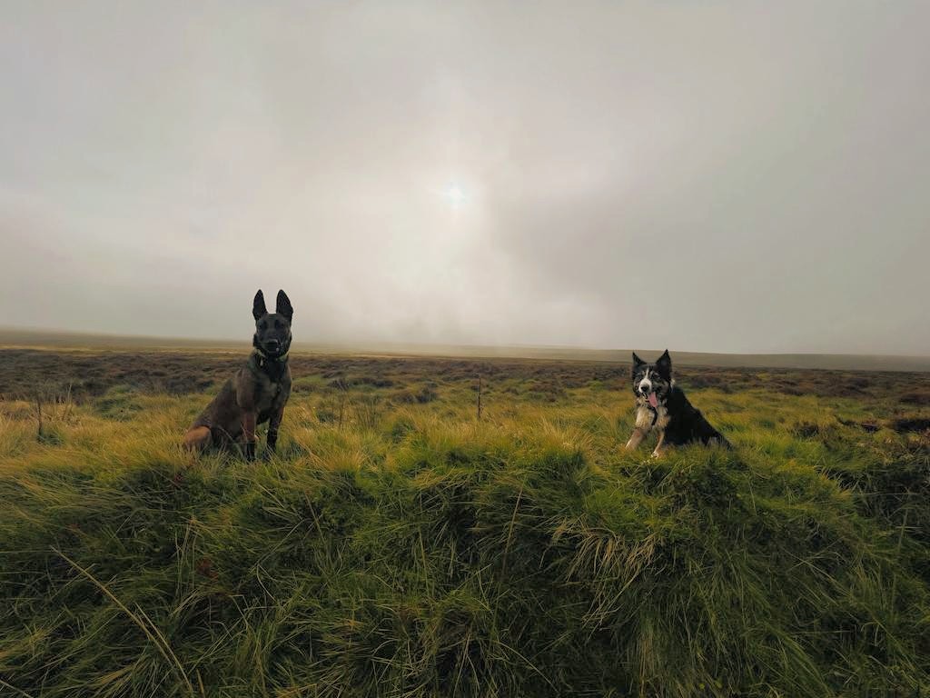 I went out to meet up with this gorgeous lady Dusk today 😍