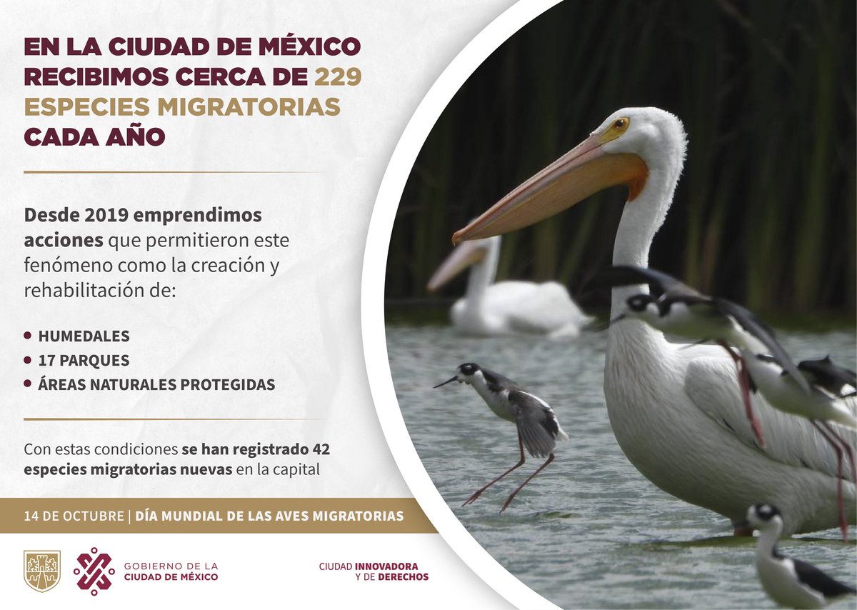 #DíaMundialDeLasAvesMigratorias | A través de @SEDEMA_CDMX creamos espacios óptimos, donde aves migratorias se han establecido, aumentando el número de especies que residen en la capital de 355 a 397. 🦆🪿