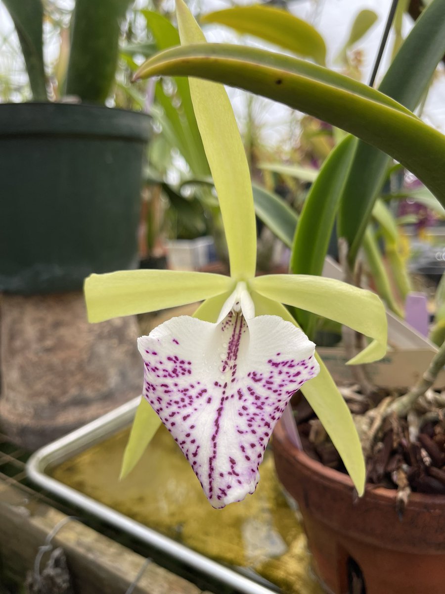 Davidluvorchid's tweet photo. @seagroveorchids #myhappyplace #seagroveorchids #seagrovenc #orchidsaremyfavorite https://t.co/utjoTvQeqR