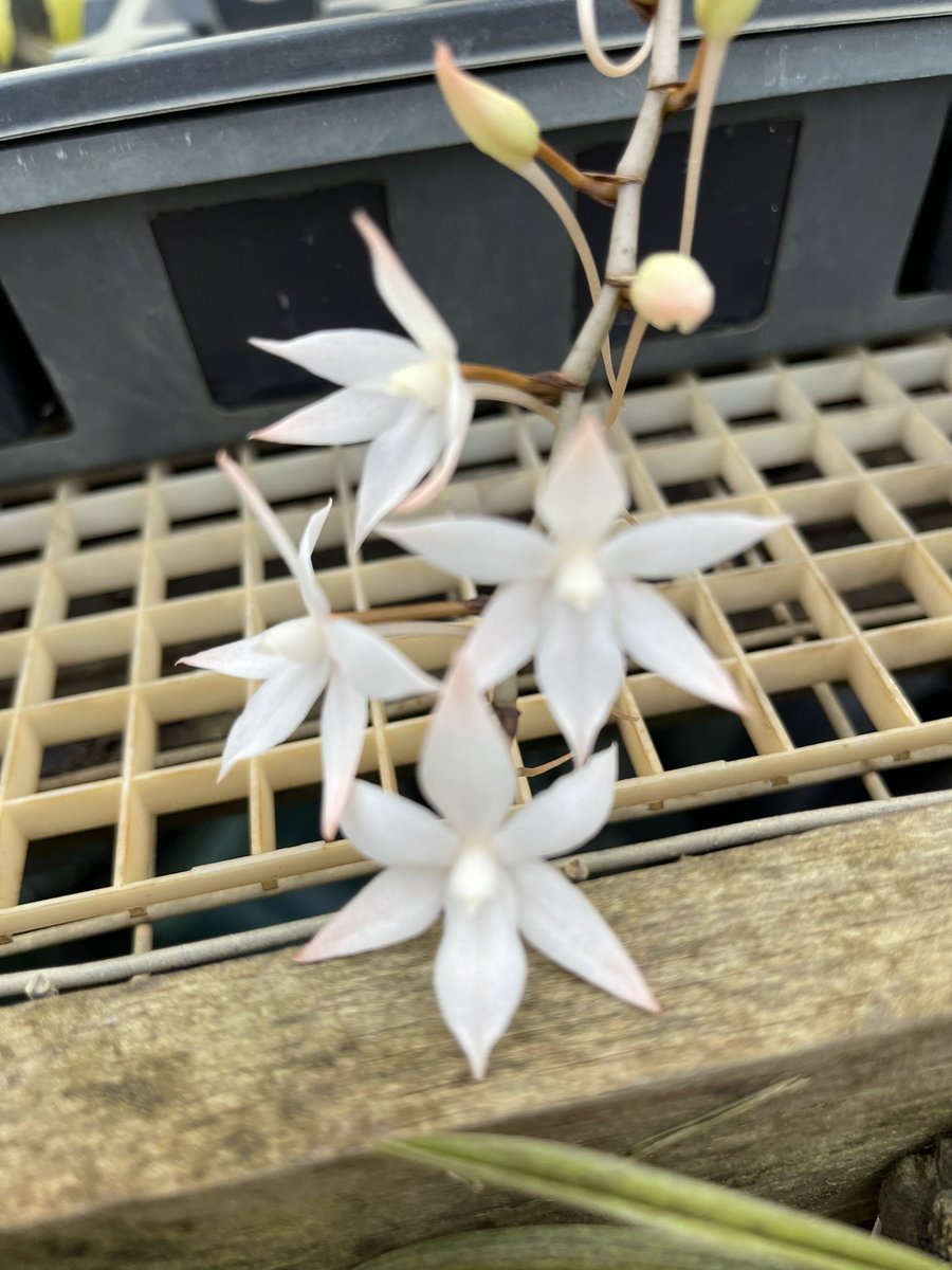 Davidluvorchid's tweet photo. @seagroveorchids #myhappyplace #seagroveorchids #seagrovenc #orchidsaremyfavorite https://t.co/utjoTvQeqR