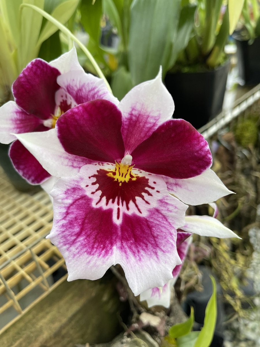 Davidluvorchid's tweet photo. @seagroveorchids #myhappyplace #seagroveorchids #seagrovenc #orchidsaremyfavorite https://t.co/utjoTvQeqR