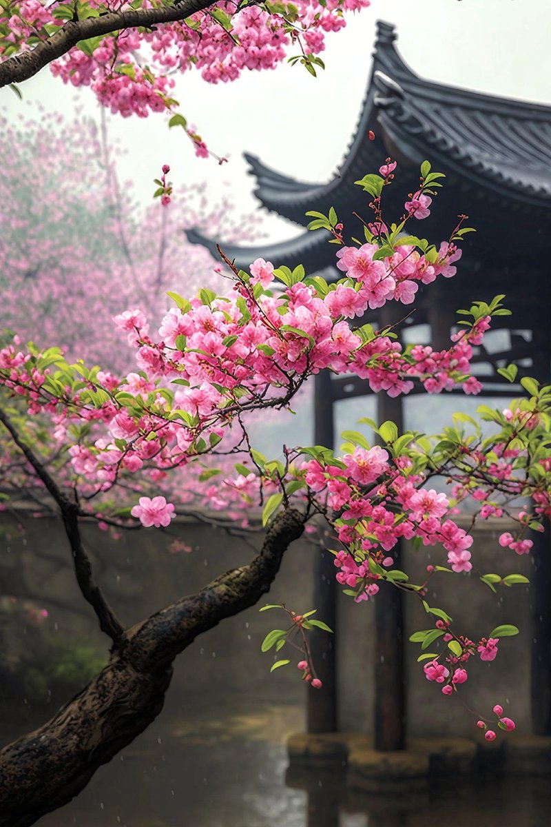 xiaoyif15996958's tweet photo. An intoxicating view🌿🌸 https://t.co/ElHTKybQfQ