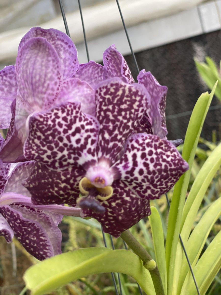 Davidluvorchid's tweet photo. @seagroveorchids #myhappyplace #seagroveorchids #seagrovenc #orchidsaremyfavorite https://t.co/86Npi9Rp2G