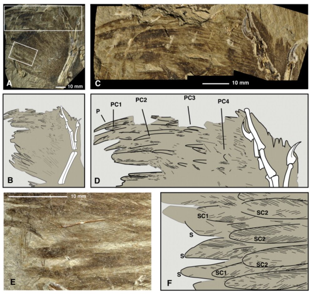 I had a lot of conversations about depicting dinosaur wings lately, so I would like to point everyone to a study that is basis of my knowledge. 
It compares wings of Anchiornis and Archeopteryx in great detail.