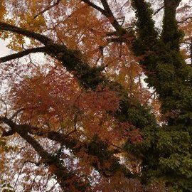 CARTIERANG3L's tweet photo. sweater weather 🍁 https://t.co/9qhIrYkar6