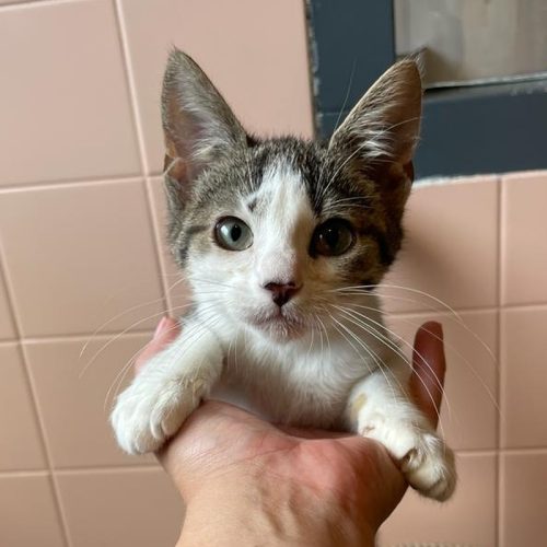 Bennie 🐾

Op zoek naar zijn #forevehome

dierenasielzwolle.nl/adopt/bennie/