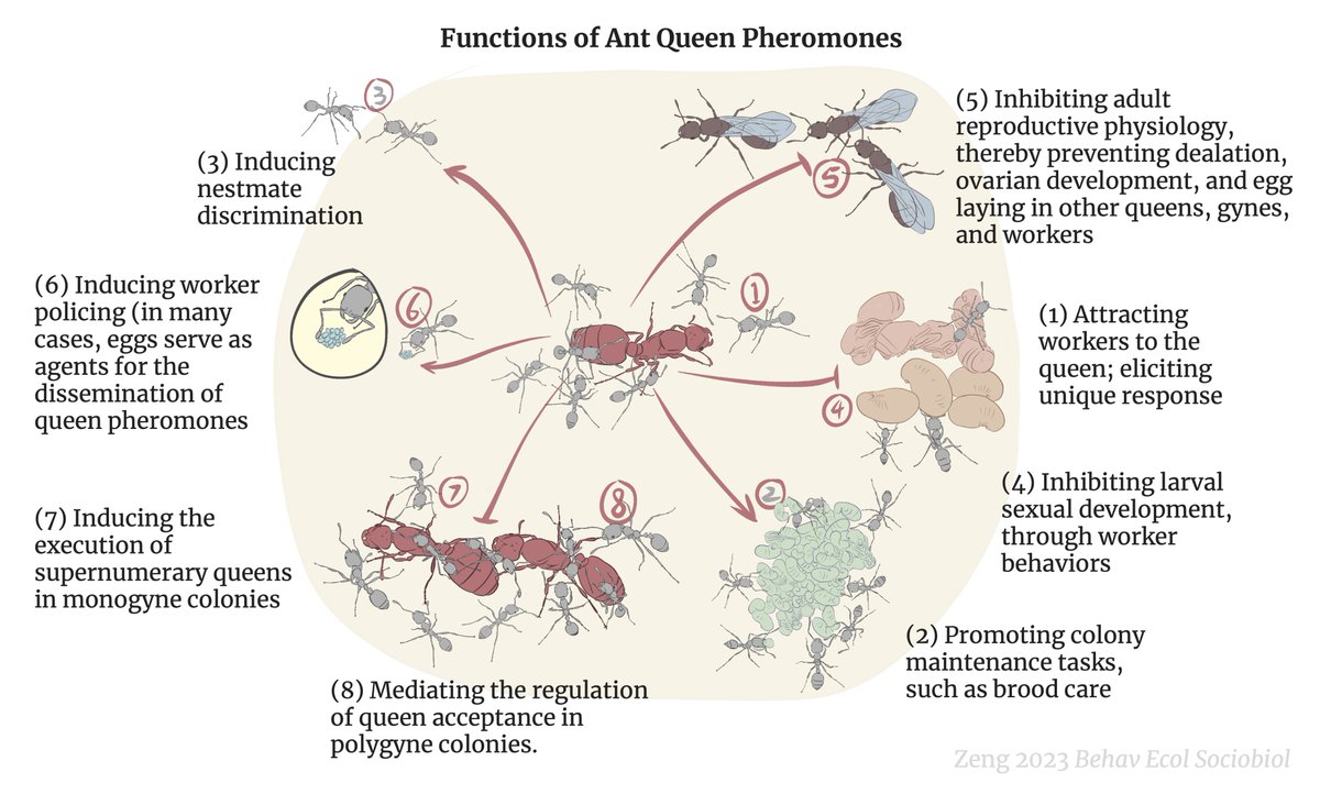 I wrote a review on the functions of 🐜 queen pheromones shown explicitly with behavioral experiments, with a strong focus on the natural histories. &gt;&gt; doi.org/10.1007/s00265… Here is a summary figure-