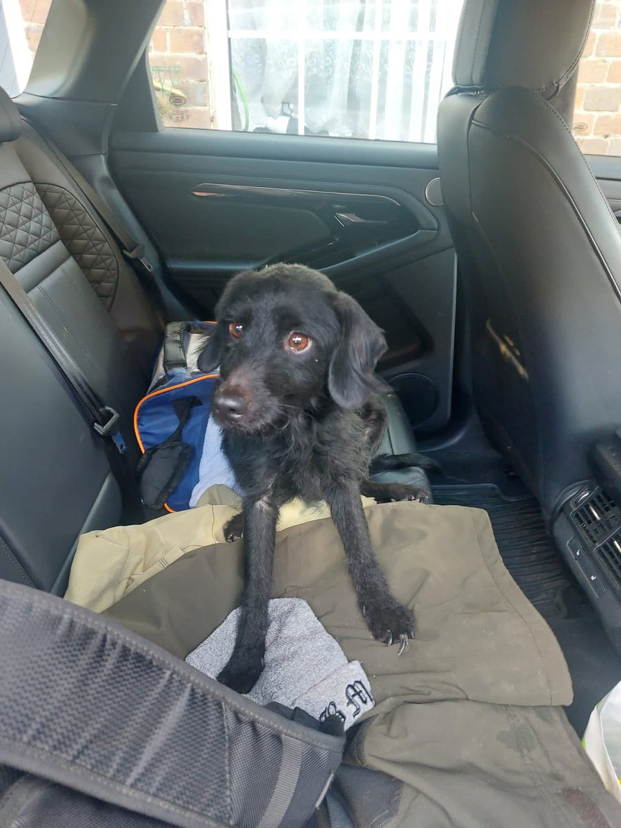 Harry20211959's tweet image. Hope ten minutes after I first managed to coax her into the car. Only now things and emotion have settled down, can I really see the sadness &amp;amp; anxiety in Hopes eyes. Things happen for a reason, it’s part of fate, I’m so  glad it happened 👍❤️