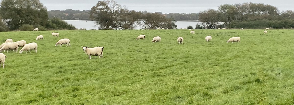 dr_wendym_RN's tweet photo. A morning of walking and exploring in Hornsea - from medieval sites, to 15thC estates to site of #WW1 flying site - water landings #sopwith &amp; some sheep for this kiwi https://t.co/ad7Ops2XkO