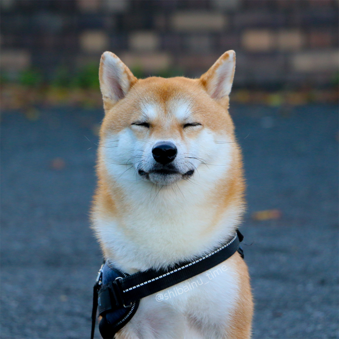 shibainu_time's tweet image. おはようございます😊

#柴犬 #柴犬好きな人と繋がりたい #柴犬大好き