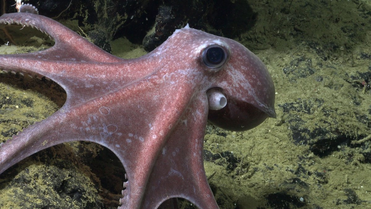 Schmidt Ocean (@schmidtocean) on Twitter photo Happy #WorldOctopusDay from this brooding momma carrying eggs!
The #CliffReefs expedition is in collaboration w/ <a href="/parquegalapagos/">Parque GalÔpagos</a>& <a href="/DarwinFound/">Charles Darwin Foundation-Fundación Charles Darwin</a>. Participating institutions:
<a href="/MemorialU/">Memorial University</a>
<a href="/marineinstitute/">Marine Institute, Memorial University</a>
<a href="/MBARI_News/">MBARI</a>
<a href="/bristoluni/">University of Bristol</a>
<a href="/natgeo/">National Geographic</a>
<a href="/WHOI/">Woods Hole Oceanographic Institution (WHOI)</a>
<a href="/NOCnews/">National Oceanography Centre</a>
<a href="/CSIC/">CSIC</a>
<a href="/uniofeastanglia/">UEA</a>
<a href="/inocarec/">INOCAR</a> Happy #WorldOctopusDay from this brooding momma carrying eggs!
The #CliffReefs expedition is in collaboration w/ <a href="/parquegalapagos/">Parque GalÔpagos</a>& <a href="/DarwinFound/">Charles Darwin Foundation-Fundación Charles Darwin</a>. Participating institutions:
<a href="/MemorialU/">Memorial University</a>
<a href="/marineinstitute/">Marine Institute, Memorial University</a>
<a href="/MBARI_News/">MBARI</a>
<a href="/bristoluni/">University of Bristol</a>
<a href="/natgeo/">National Geographic</a>
<a href="/WHOI/">Woods Hole Oceanographic Institution (WHOI)</a>
<a href="/NOCnews/">National Oceanography Centre</a>
<a href="/CSIC/">CSIC</a>
<a href="/uniofeastanglia/">UEA</a>
<a href="/inocarec/">INOCAR</a>