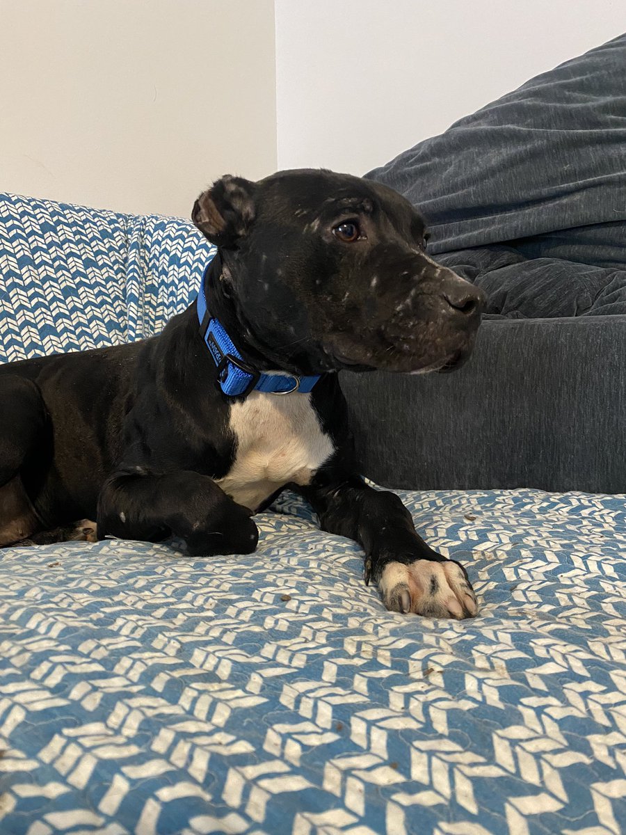 WWogkD's tweet photo. This boy needs a home! Was abandoned out in coweta I responded to a Facebook post and was able to locate and catch him, I can only temporarily foster him. Please share. Reach out if you can help. Thank you! https://t.co/dPcnaRb1bI
