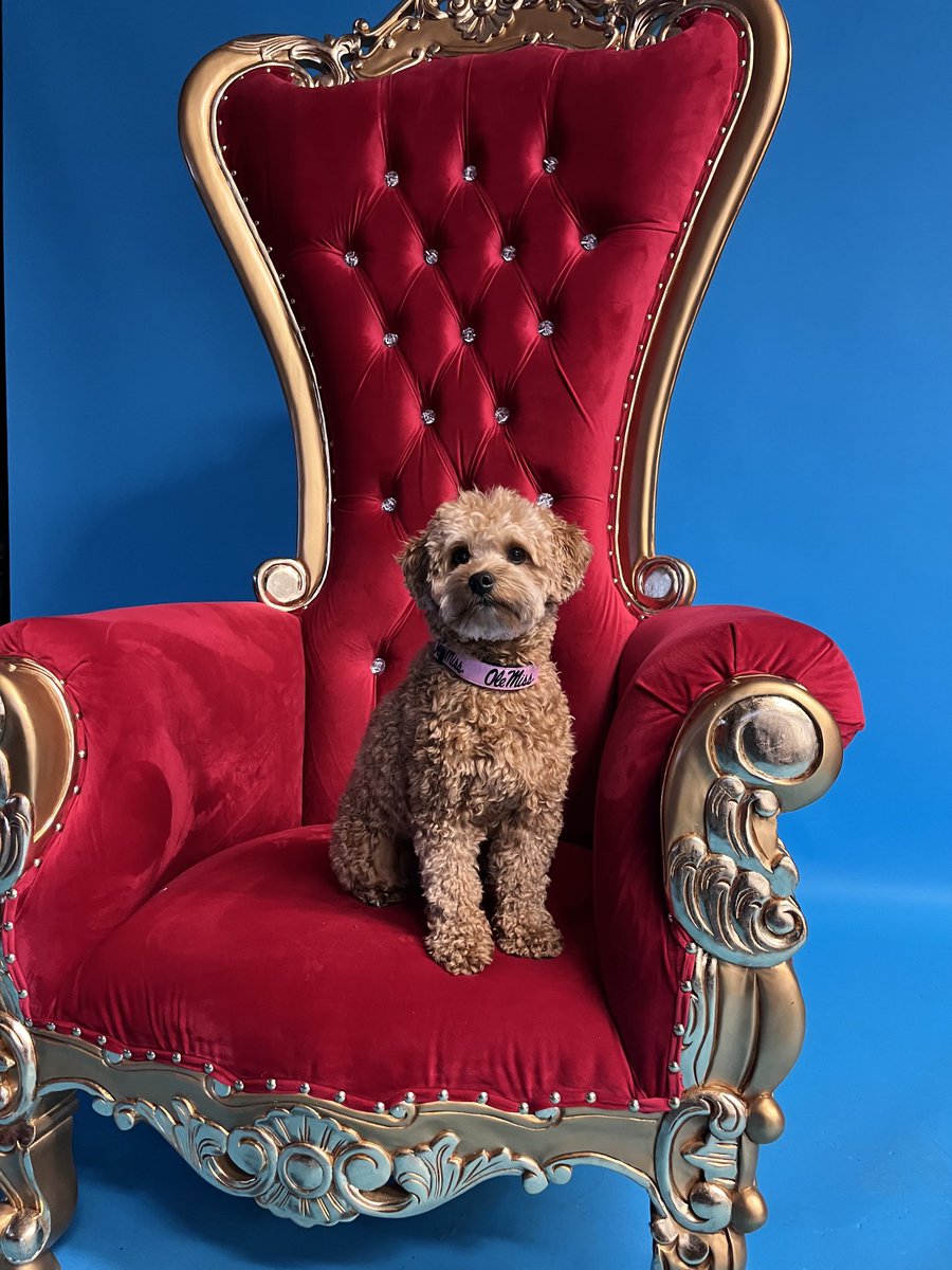 finley_trachsel's tweet photo. Feeling I need this chair at home mom @Jamie_Trachsel. #TheQueen #BringMeCheerios @OleMissSoftball https://t.co/OT36CKJKm0