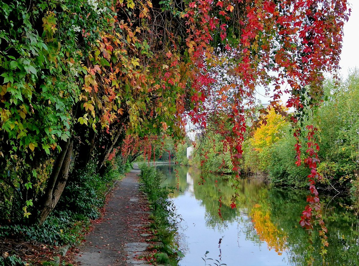 Lovely autumnal colours on the Sheffield & Tinsley Canal during this morning's towpath litter-pick. @CRTYorkshireNE @CanalRiverTrust @theblueloop @riverlution_rsc @theoutdoorcity #sheffieldissuper #keepcanalsalive #volunteerbywater