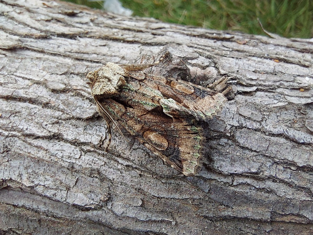 GarybirderNflk's tweet photo. Musotima nitidalus was NFM last night, the garden's 2nd Palpita vitrealis. Merveille du Jour and Brindled Green add a flash of colour. With @ASchuetzle https://t.co/tATMDlCn4h