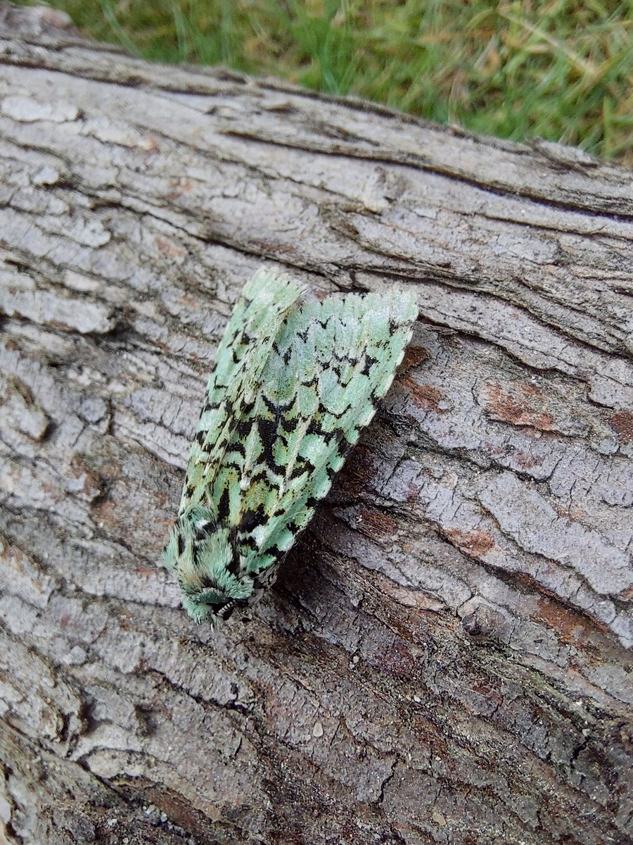 GarybirderNflk's tweet photo. Musotima nitidalus was NFM last night, the garden's 2nd Palpita vitrealis. Merveille du Jour and Brindled Green add a flash of colour. With @ASchuetzle https://t.co/tATMDlCn4h