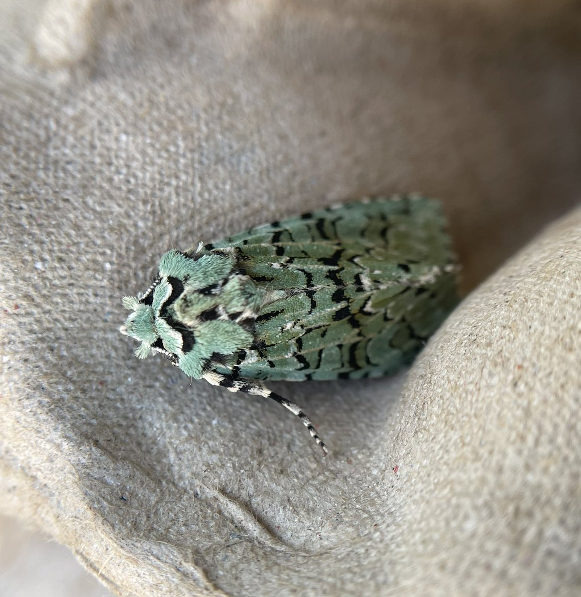 GarryNobbs's tweet photo. I had a fairly pleasing haul last night. Pink-barred Sallow, Merveille du Jour, Blair’s Shoulder-Knot and Green-brindled Crescent all came to the light. https://t.co/U1XCuxgENM