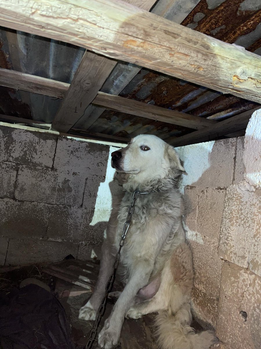 RobertaPapa13's tweet photo. Jack una povera anima che ha passato tutta la sua vita a catena..
È solo pelo.. è così denutrito e sta così male da non reggersi neanche in piedi.
Chi può dare una zampa per dargli una casa 
o può spedire almeno un po’ pappa  per lui ??
Mi scriva al 371 517 8201 https://t.co/FAcehAxKMn
