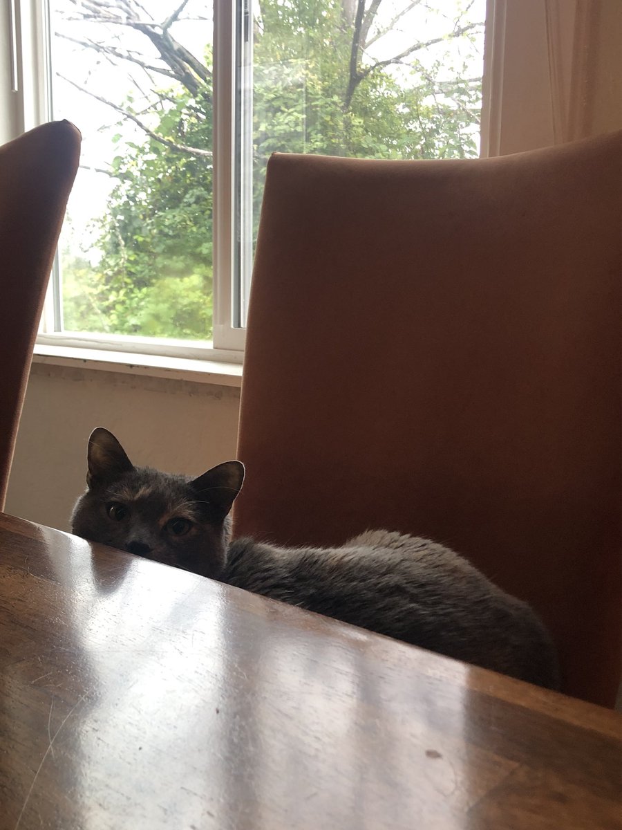 angerybee's tweet image. things ive been up to recently