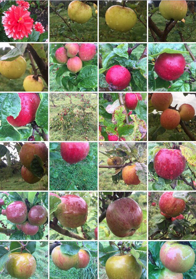 The pleasures of apples. In the city. In the rain #SmallActsOfResistance #CommunityOrchards #Abundance #Edinburgh