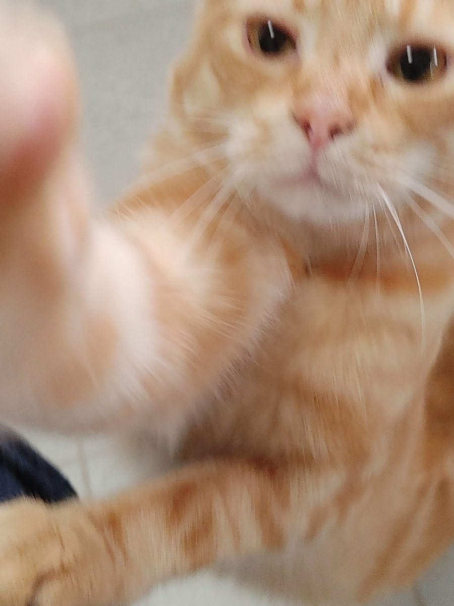 calvintheorange's tweet photo. No paparazzi! 🚫📷 https://t.co/IKjQIlfAXJ