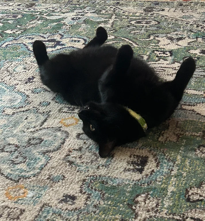 DontShowYourCat's tweet photo. i dare you https://t.co/PuzK5lGGiF