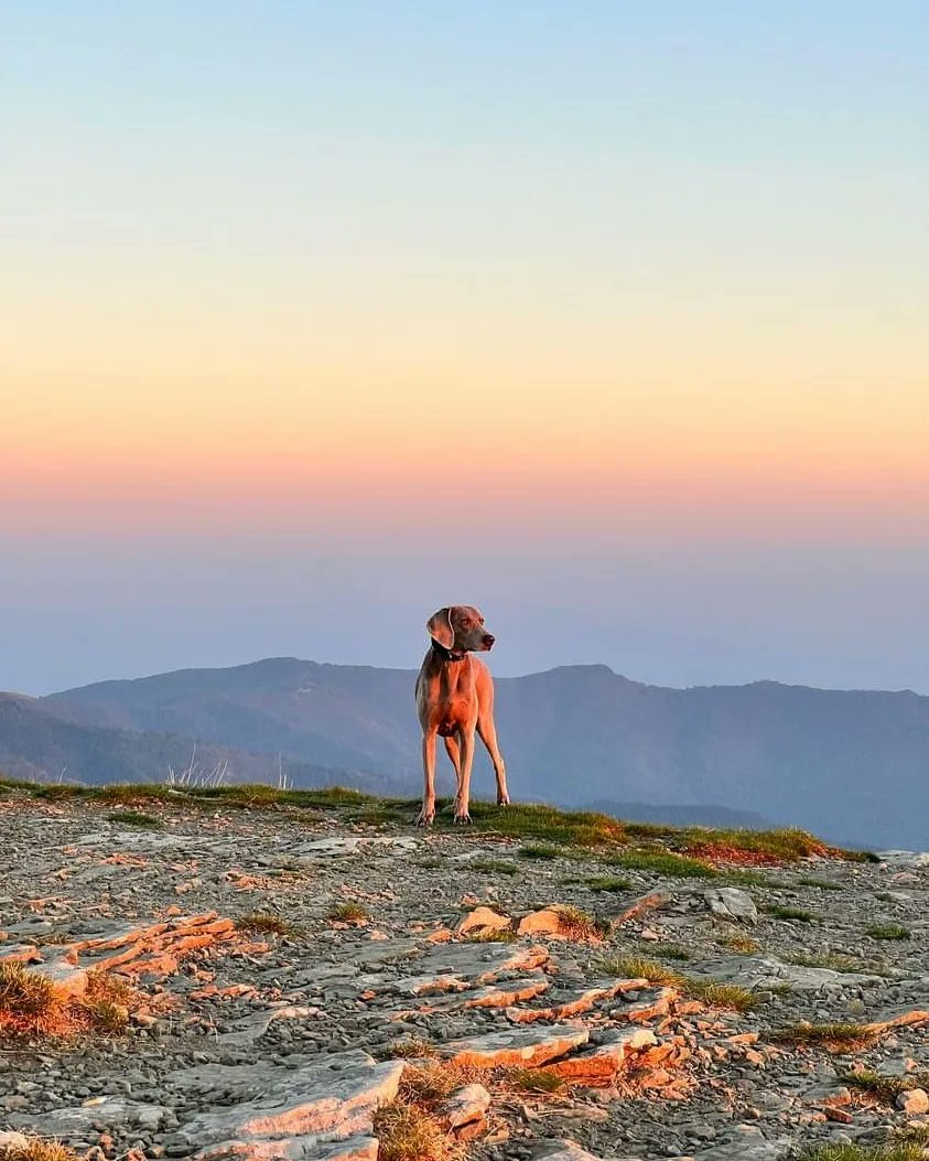 Pratomagno1's tweet photo. Guardare un tramonto ti fa sentire più forte perché sono la prova che anche una fine può essere bella ☺️
@Pratomagno1 nelle immagini from #instagram 
By @gionatan111 https://t.co/PlUamIJMHV