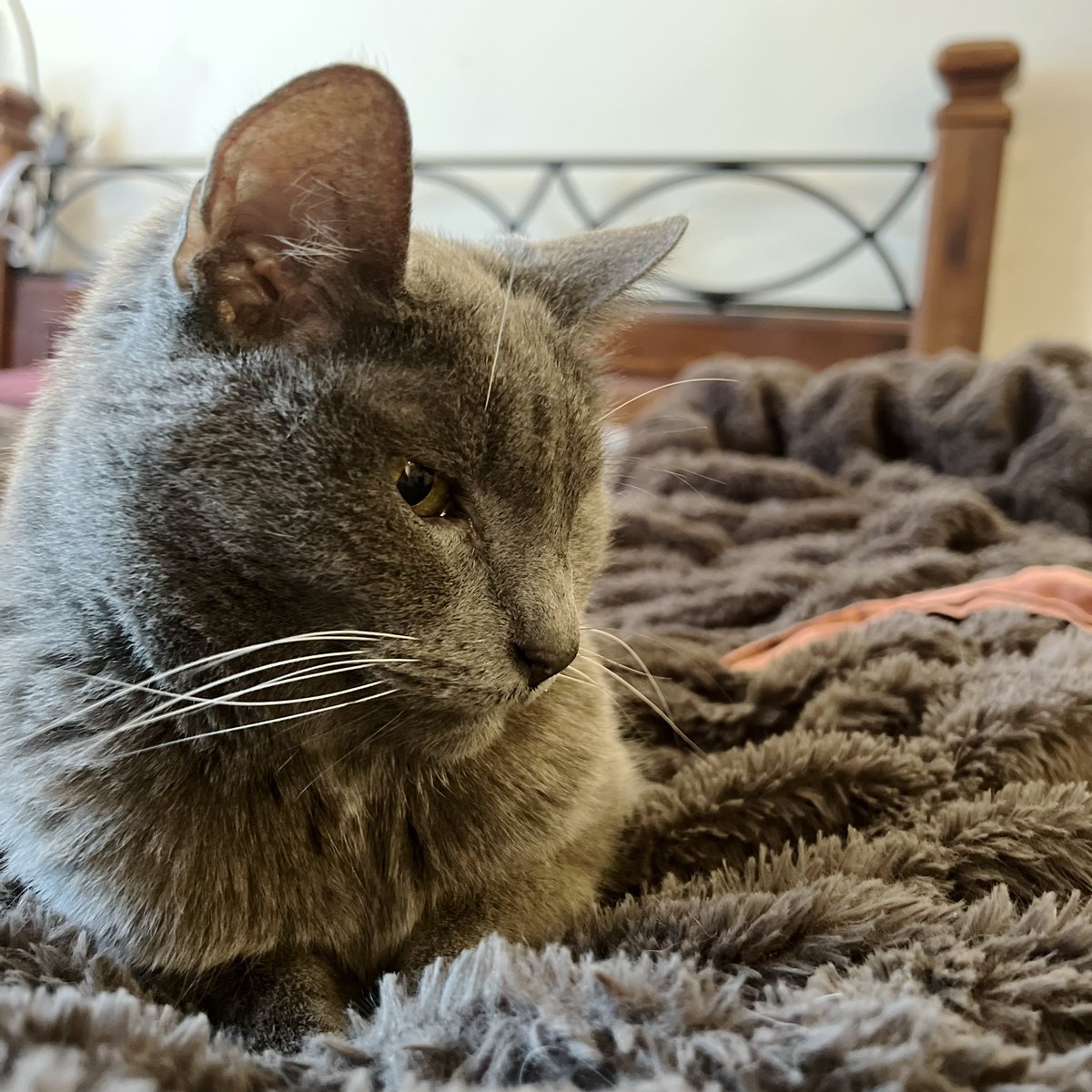 Kingfisher & Wombat tweet media