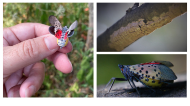 nature_TN's tweet photo. The Tennessee Department of Agriculture is seeking help since the arrival of spotted lanternflies in #Tennessee. Learn more: https://t.co/qcPiImaZie https://t.co/x2y3wZxjZ2
