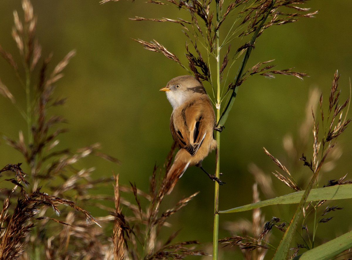 Bearded Tit keeping a close eye on me this morning at Lodmoor