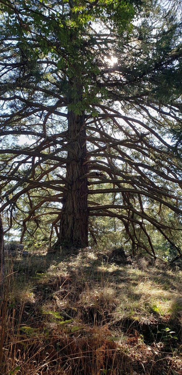 dnkinsey (@orcasla) on Twitter photo 