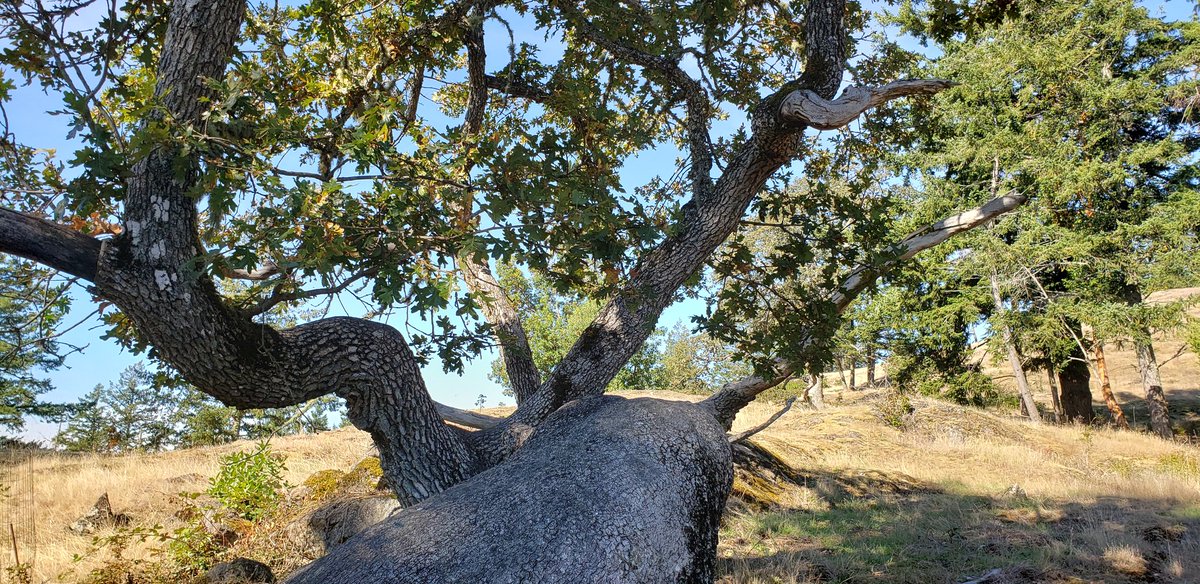 dnkinsey (@orcasla) on Twitter photo 