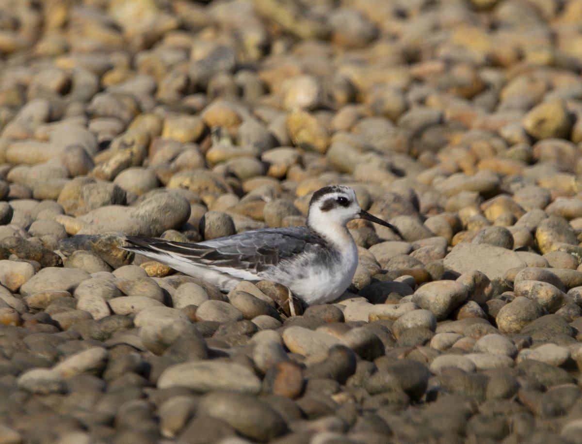 The confiding Phalarope taking a breather from all the attention again this morning