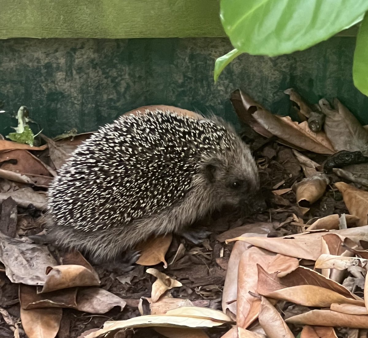 its_madmaxi's tweet photo. i had a baby hedgehog in my garden AAAH ITS SO CUTE https://t.co/SjtuuuPhDV