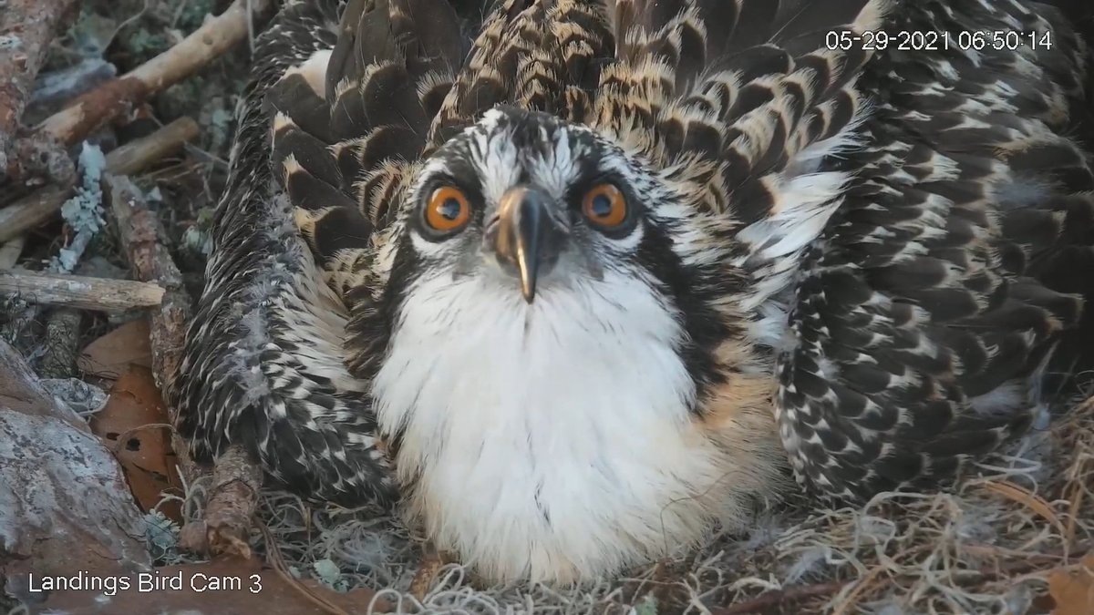 10/8  Good morning, all!  Sharing some memories during the cam outage.... This little beauty is from 5/29/21....perfecting that "osprey look"!  Have a great Sunday!
