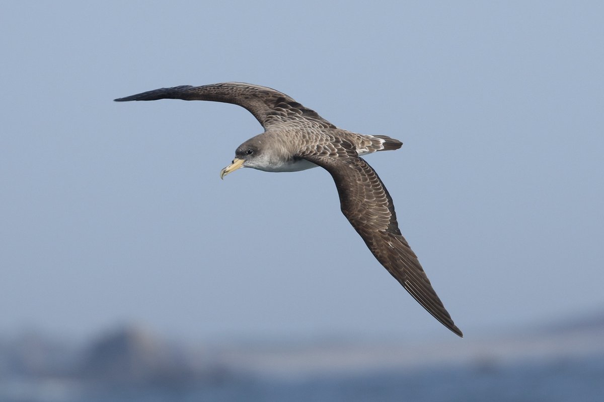 SwallowBirding's tweet photo. The Isles of Scilly at its best. Started the day with ROSY STARLING and then onto Bryher for DOTTEREL, brief MELODIOUS WARBLER and finished up with RED-FOOTED BOOBY plus GREAT &amp; CORY’S SHEARWATERS and GREAT SKUA! #BirdsSeenIn2023 #islesofscilly #birding https://t.co/mexV0QNATm