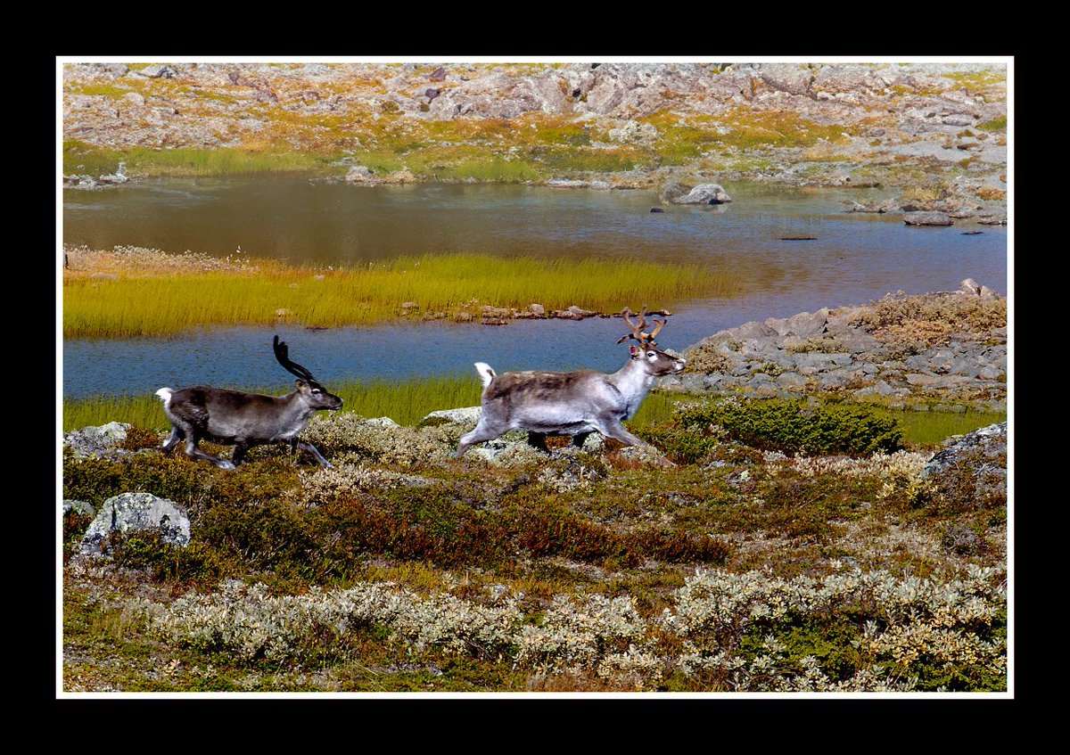 #Nature #AnimalWildlife #Outdoors #Wildlife #GroupOfAnimals #reindeer #thephotowalkpodcast #shapingthelightwithgreg #diginordic #photopluscanonmagazine #photographymasterclassmagazine #outdoorphotographymagazine #canon_photographer #picoftheday #visitvaldres