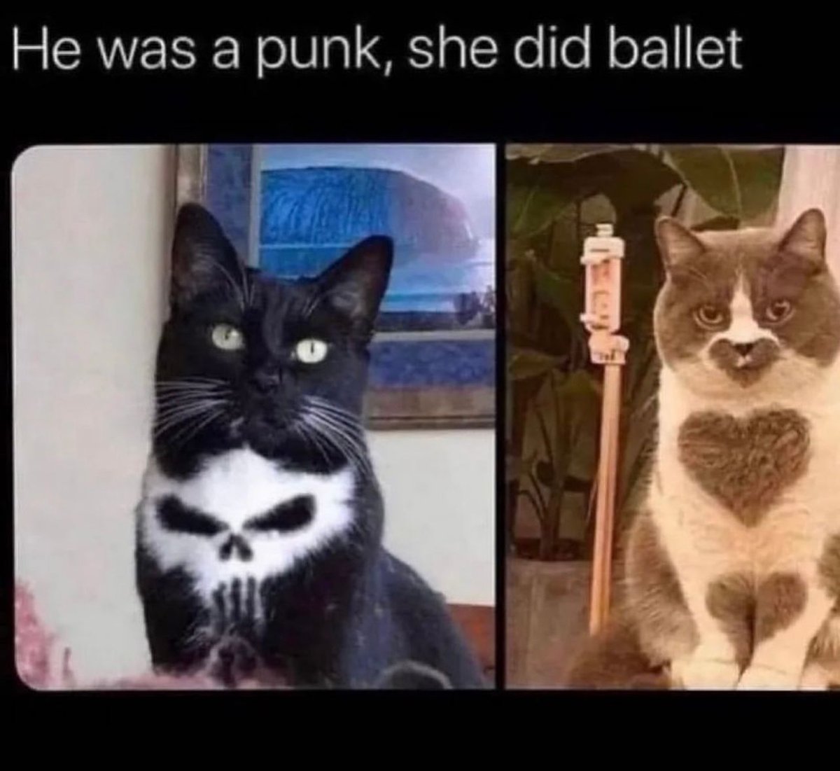 PostsOfCats's tweet photo. https://t.co/6kauUCkm69