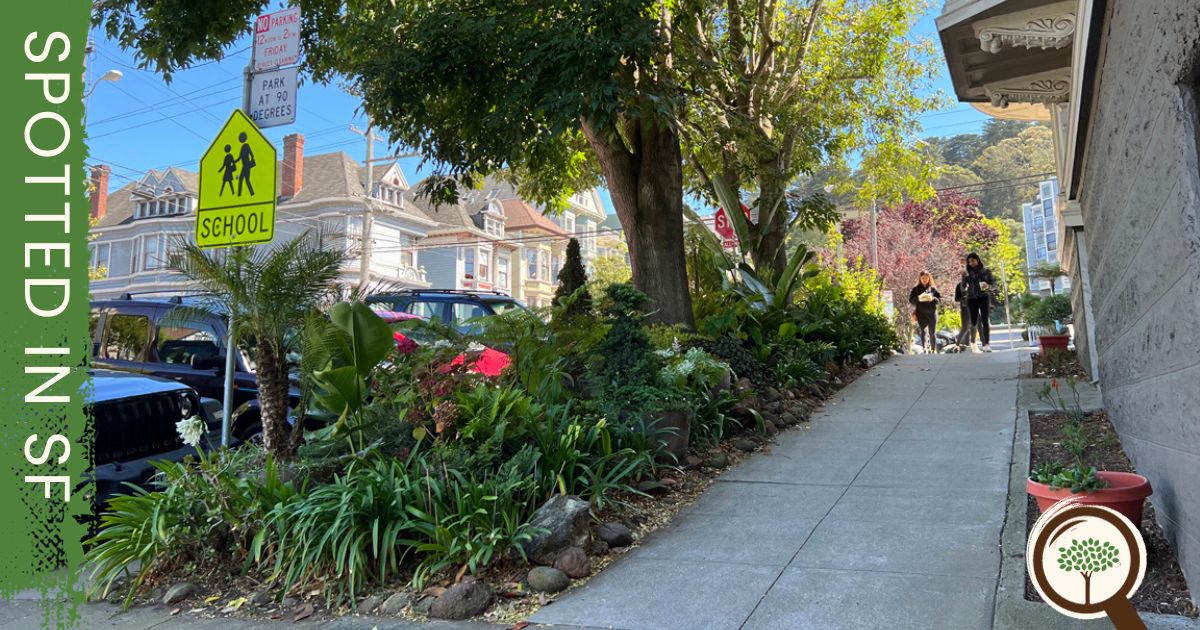 A sidewalk garden with a couple of Shamel Ash (Fraxinus uhdei) trees at the northwest corner of Baker and Page streets in San Francisco. #UrbanForest #GreeningSF 🌼 🦋 🌳 🐝 🌱 💚